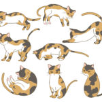 三毛猫
