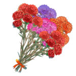 カーネーション(花束)